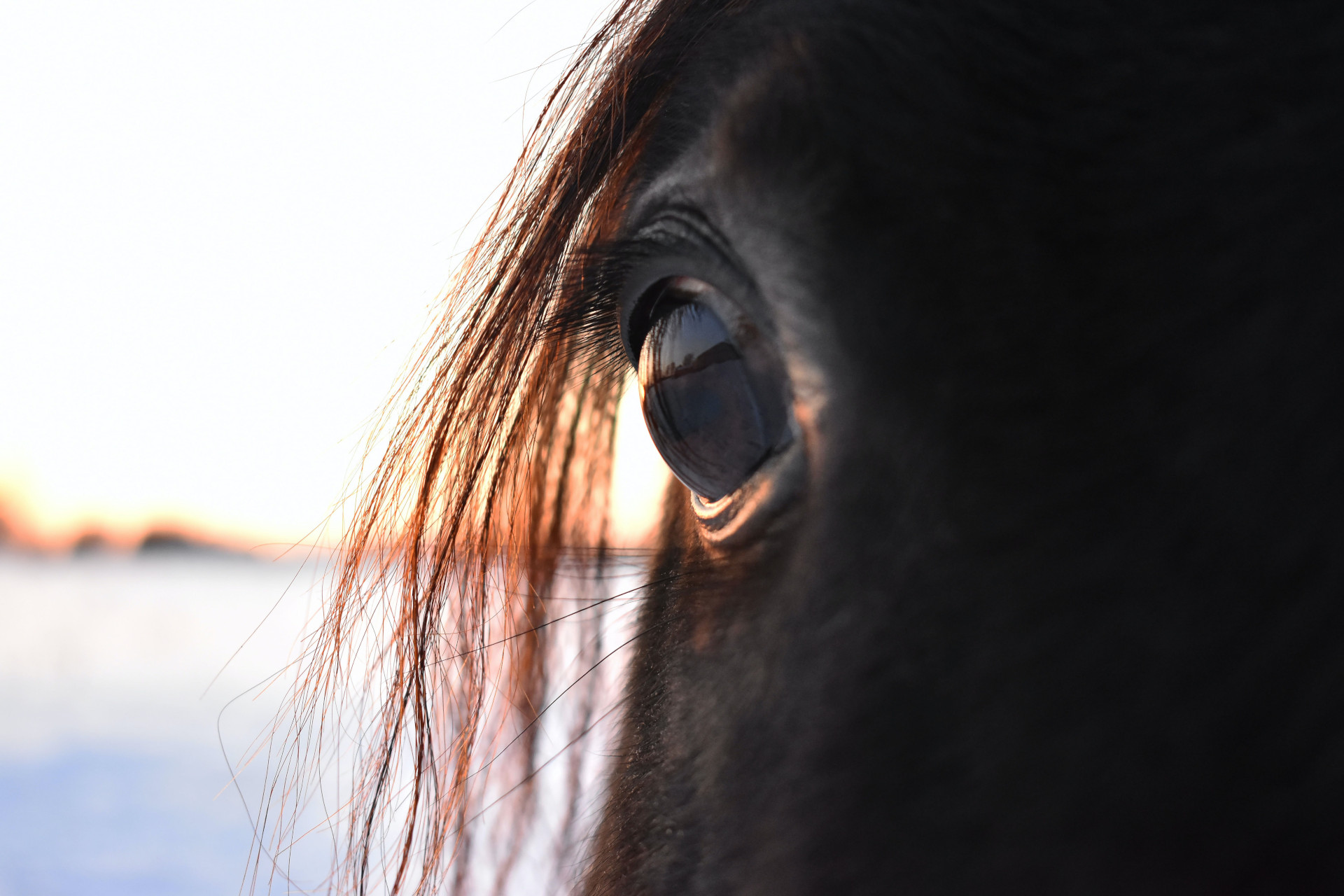 Immagine Cavallo 1