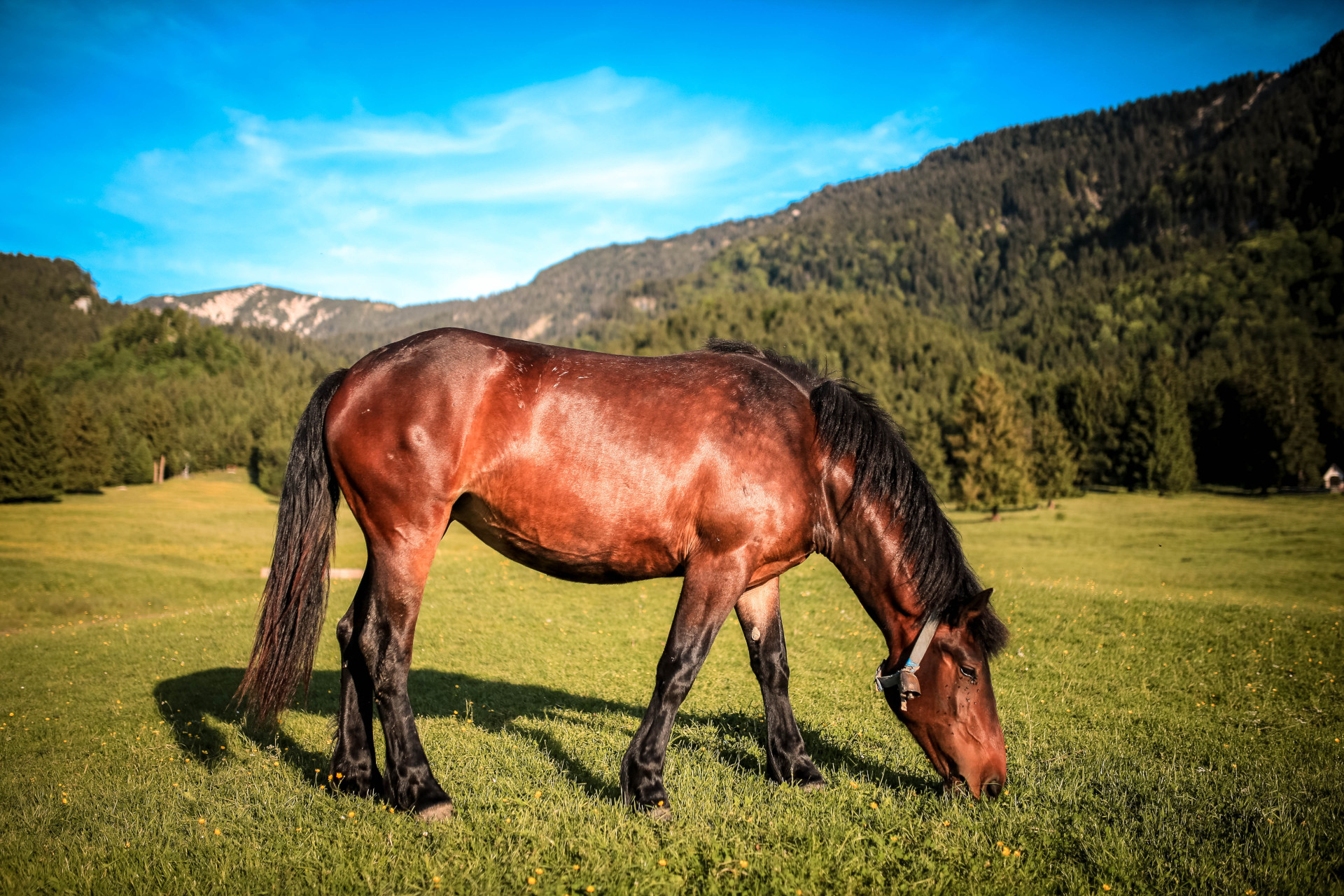 Immagine Cavallo 3
